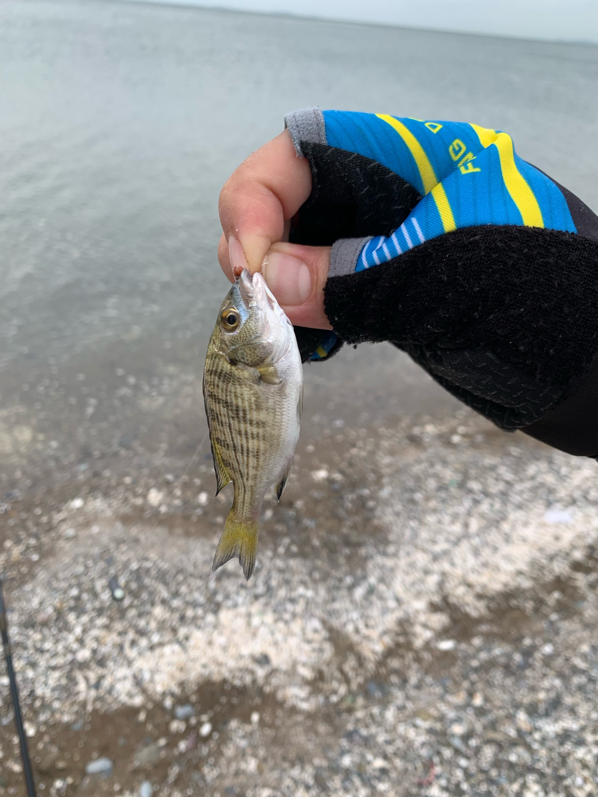 海边钓海鱼的技巧(海边钓海鱼的技巧和方法)
