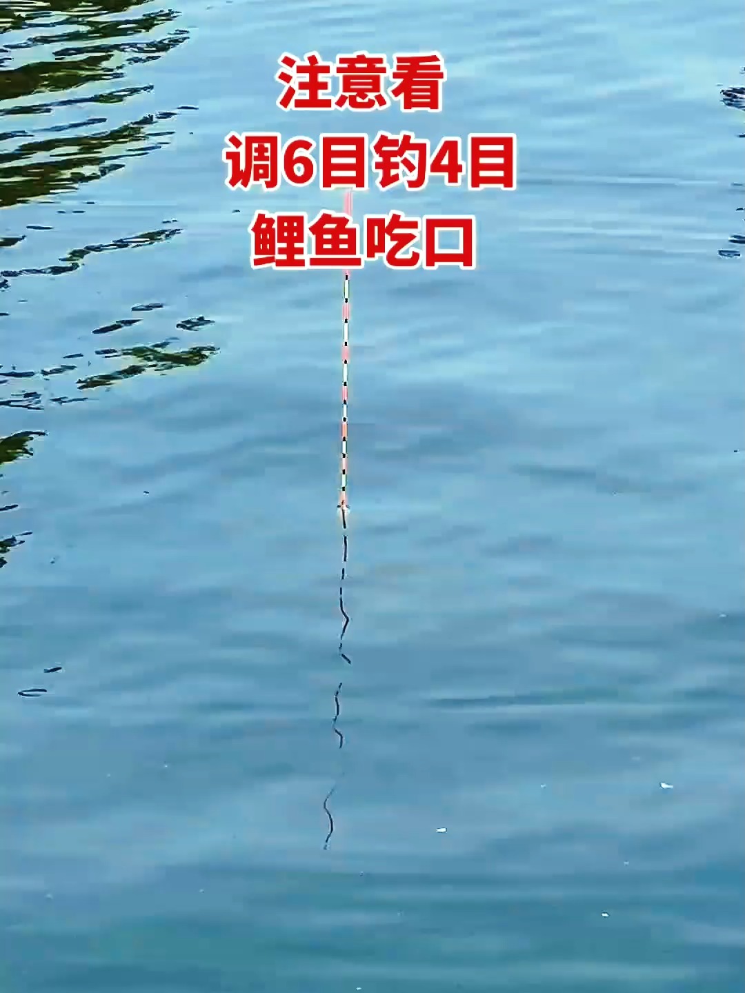 流水半水钓鱼技巧视频(钓鱼 半水)
