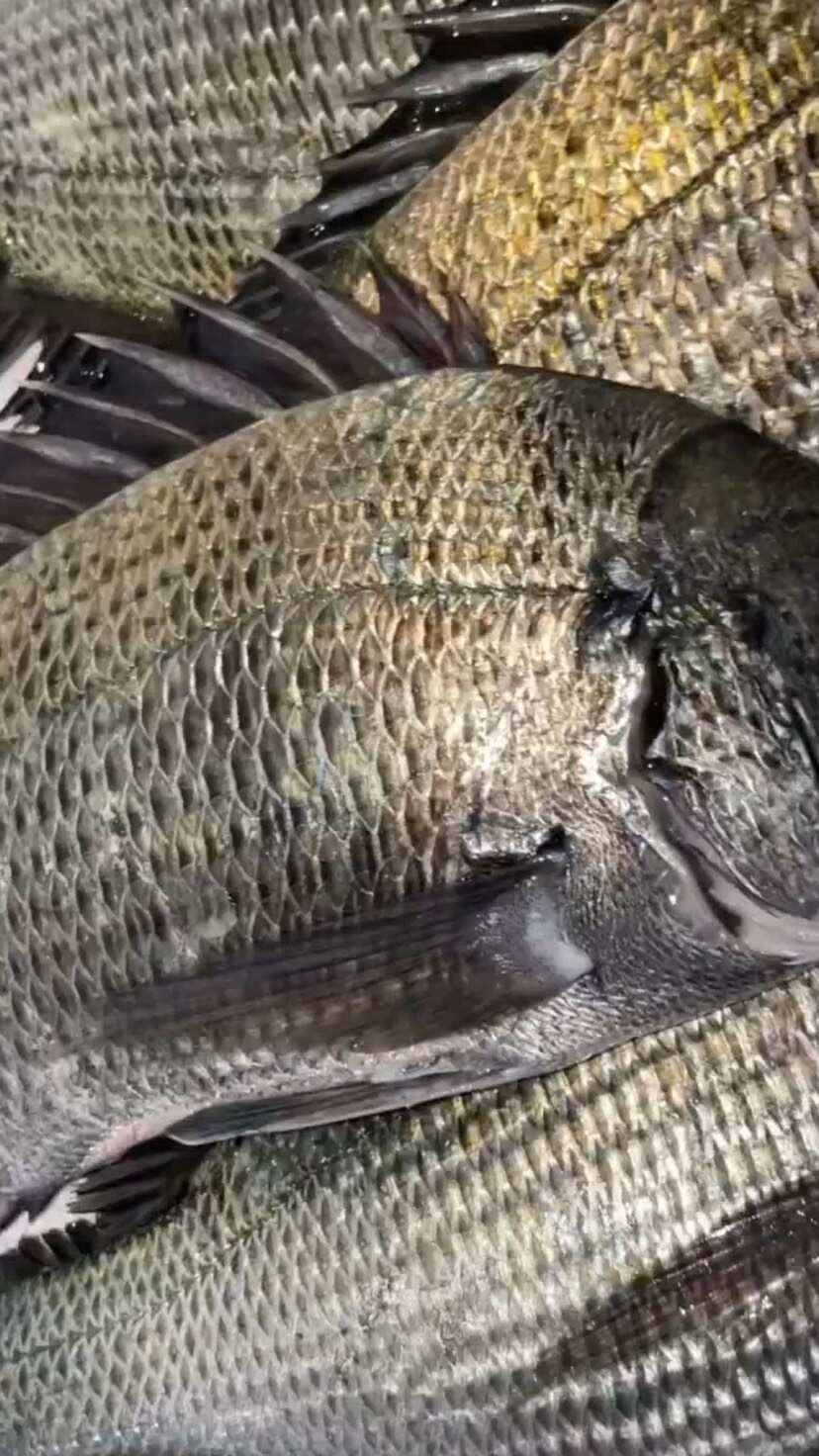 如何海钓黑雕(沉底海钓黑雕钓组)