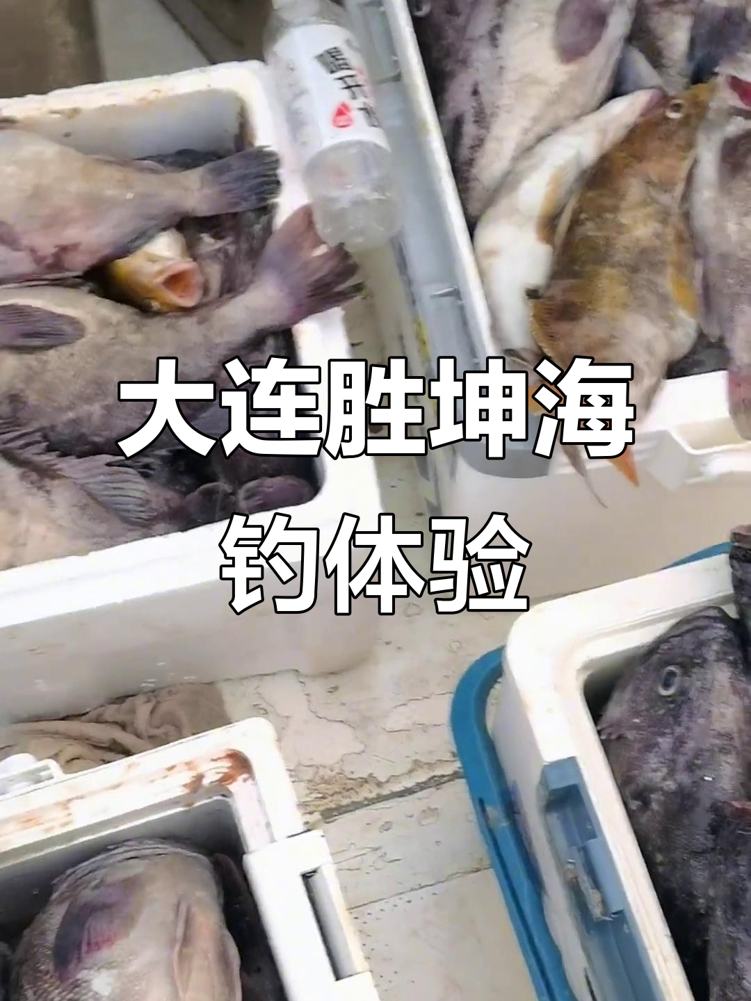 大连海钓(大连海钓价格)
