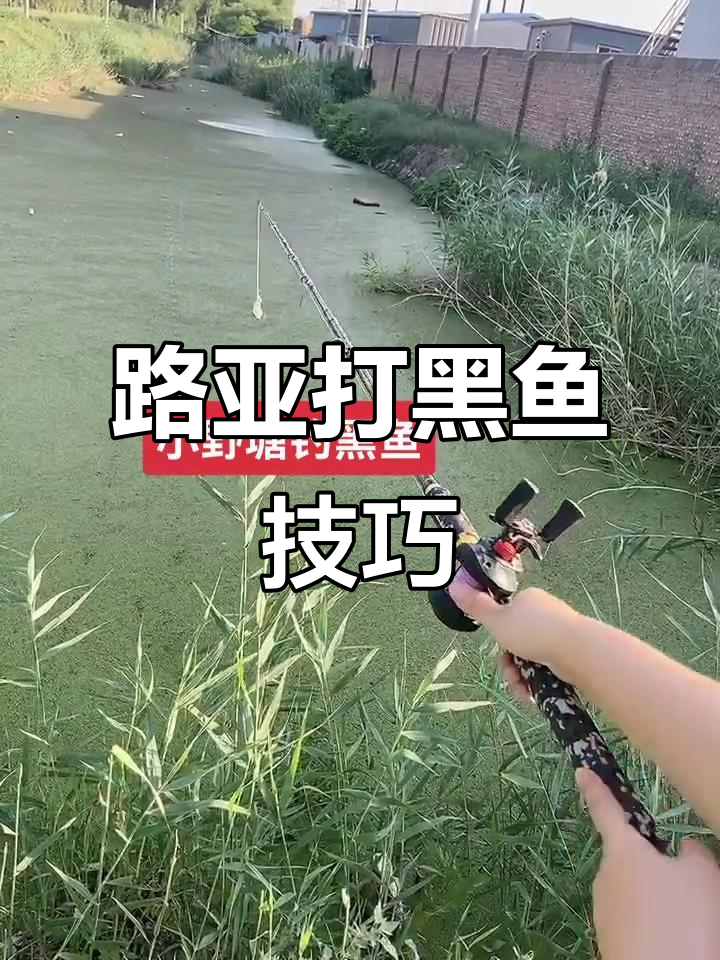 初春路亚钓黑鱼技巧(野钓路亚黑鱼方法)