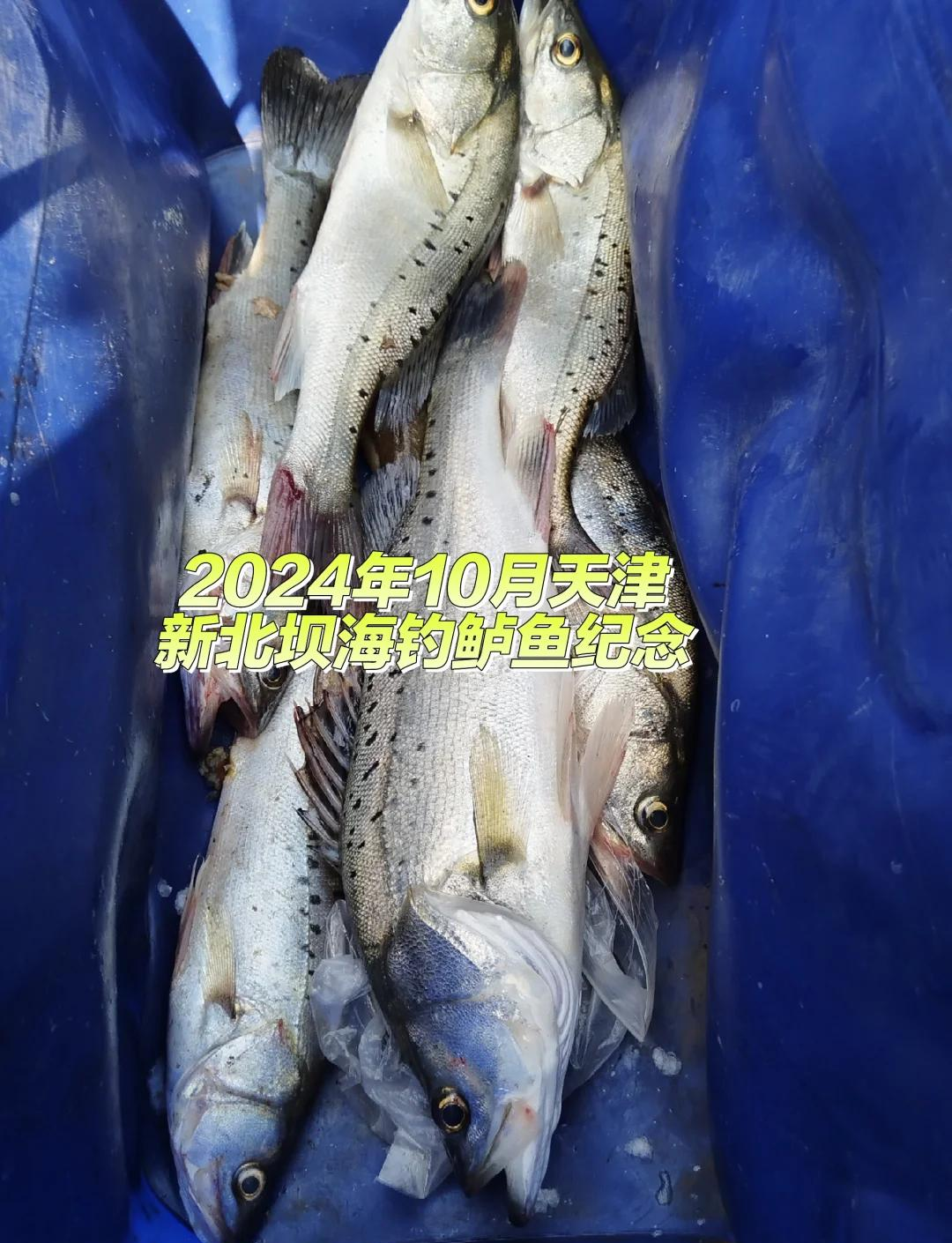 海钓鱼排钓鲈鱼技巧(排钩钓海鲈)
