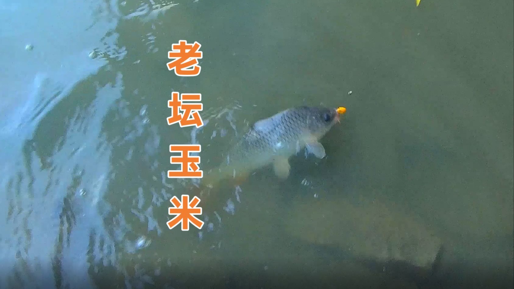 河钓鲤鱼用什么饵料(野河钓鲤鱼用什么)