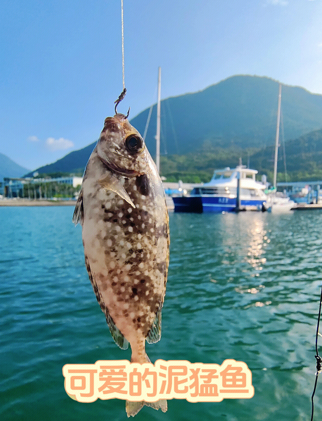 海钓鱼有多大拉力(海鱼的拉力)