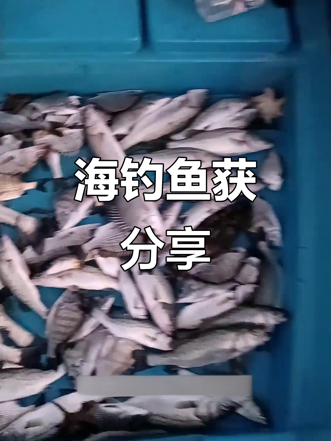海港海钓(海港码头怎么钓鱼)