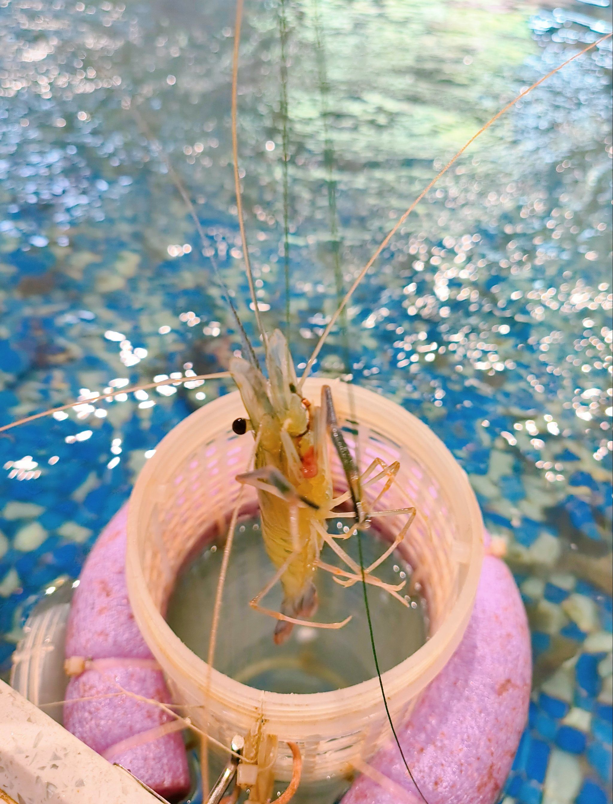 虾肉海钓(虾肉海钓绝密配方是什么)