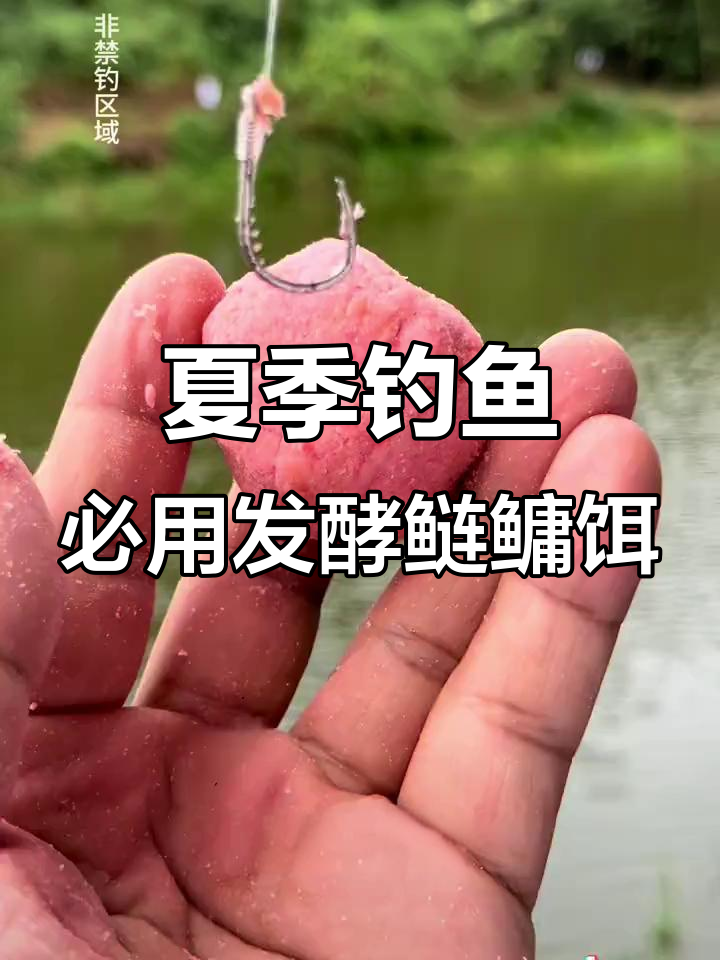 夏季钓鲢鳙用什么饵料(夏季钓鲢鳙用什么饵料好?)