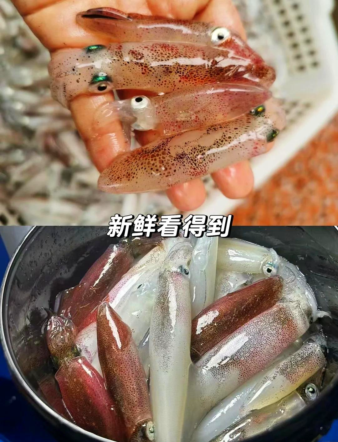 海钓鱿鱼切条腌制(海钓鱿鱼切条腌制方法)