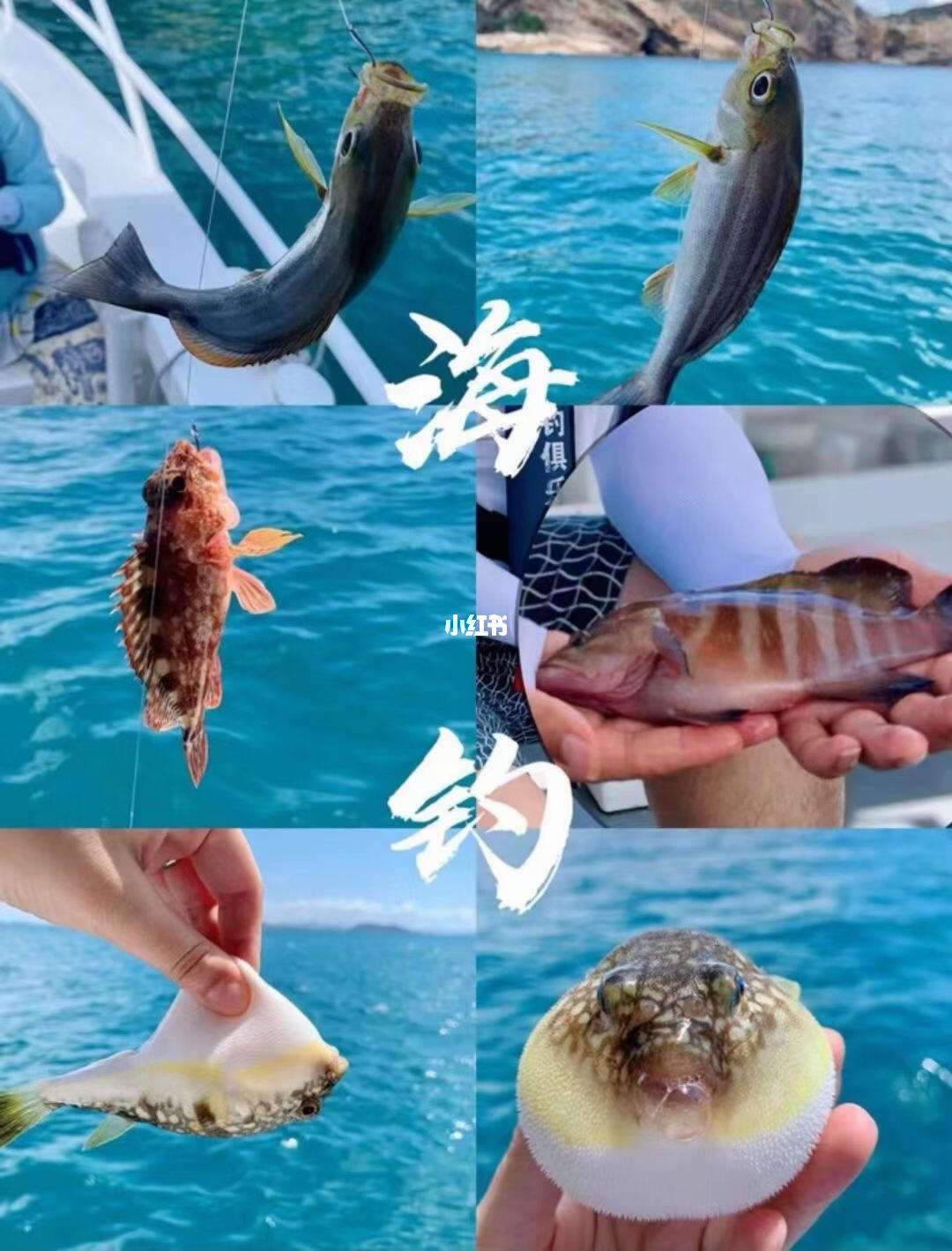 南海海钓水层(南海海钓鱼种)