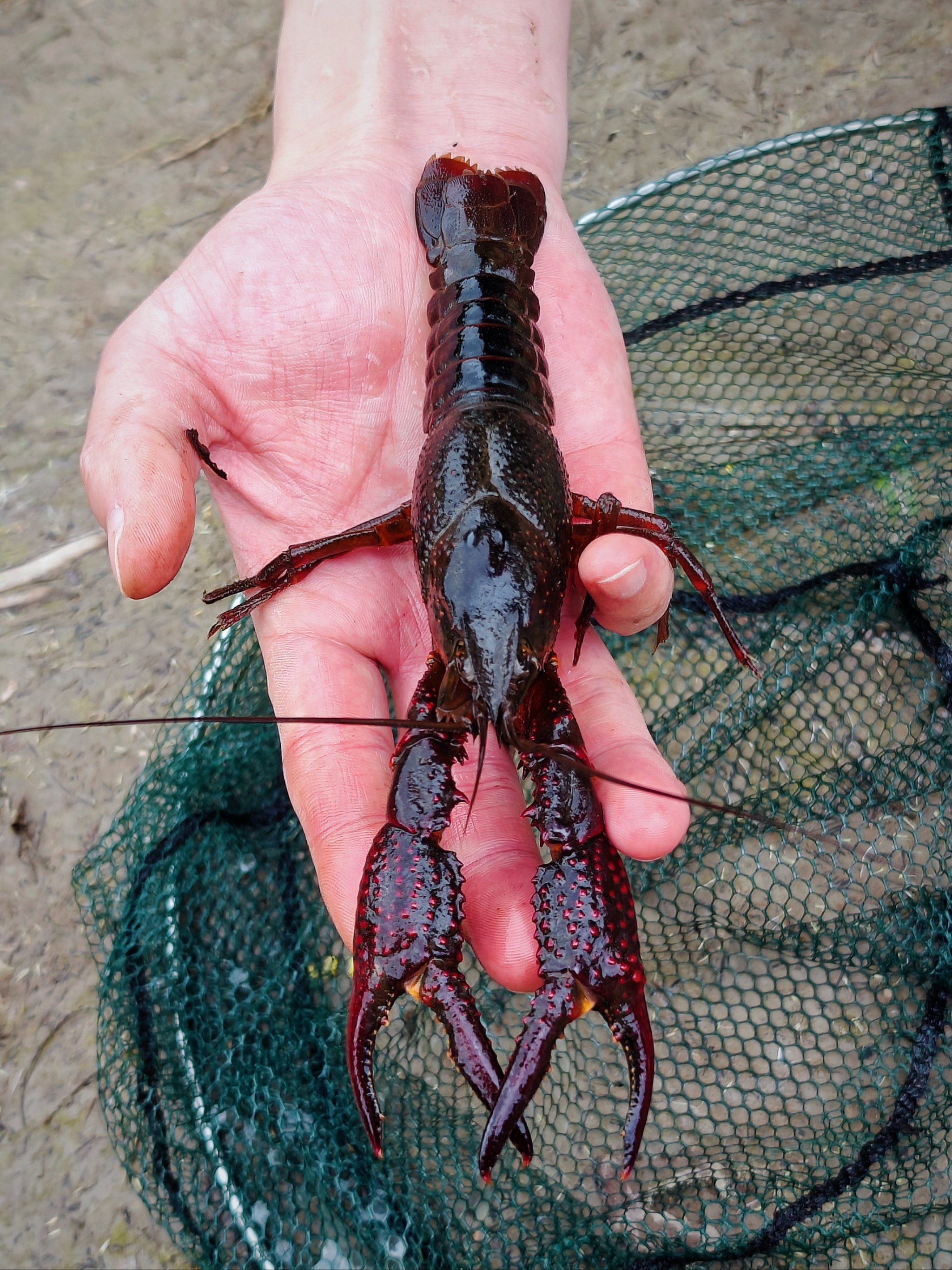 海钓鱼饵活虾(海钓鱼饵活虾怎么钓)