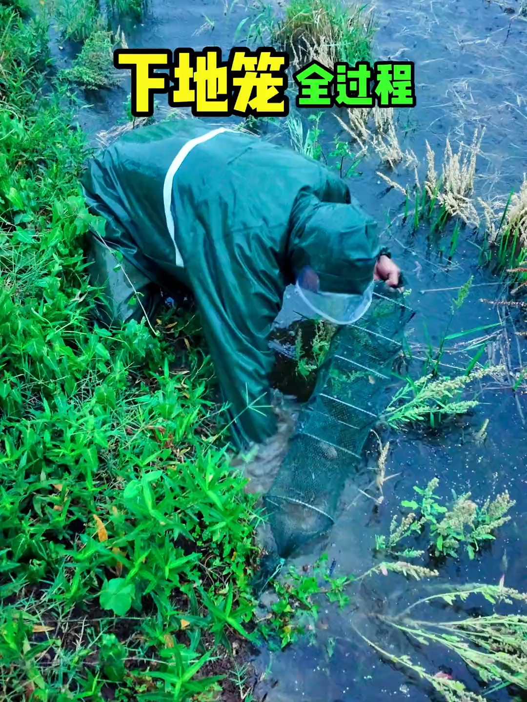 逮黄鳝技巧(抓黄鳝技术)