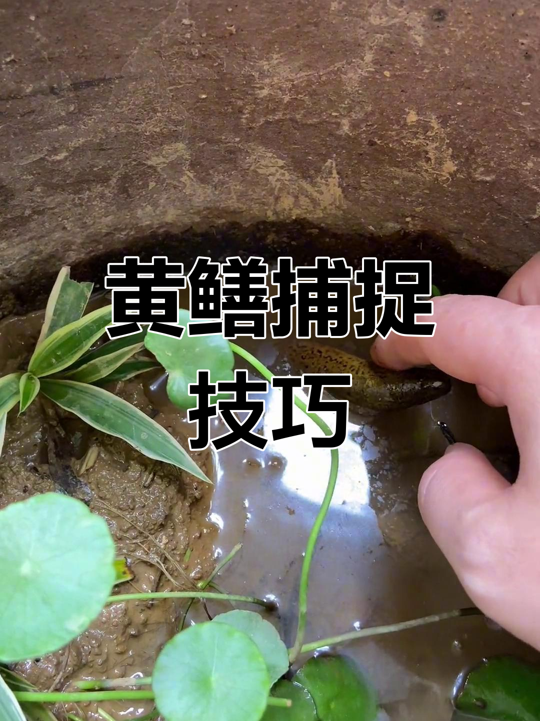 逮黄鳝技巧(抓黄鳝技术)