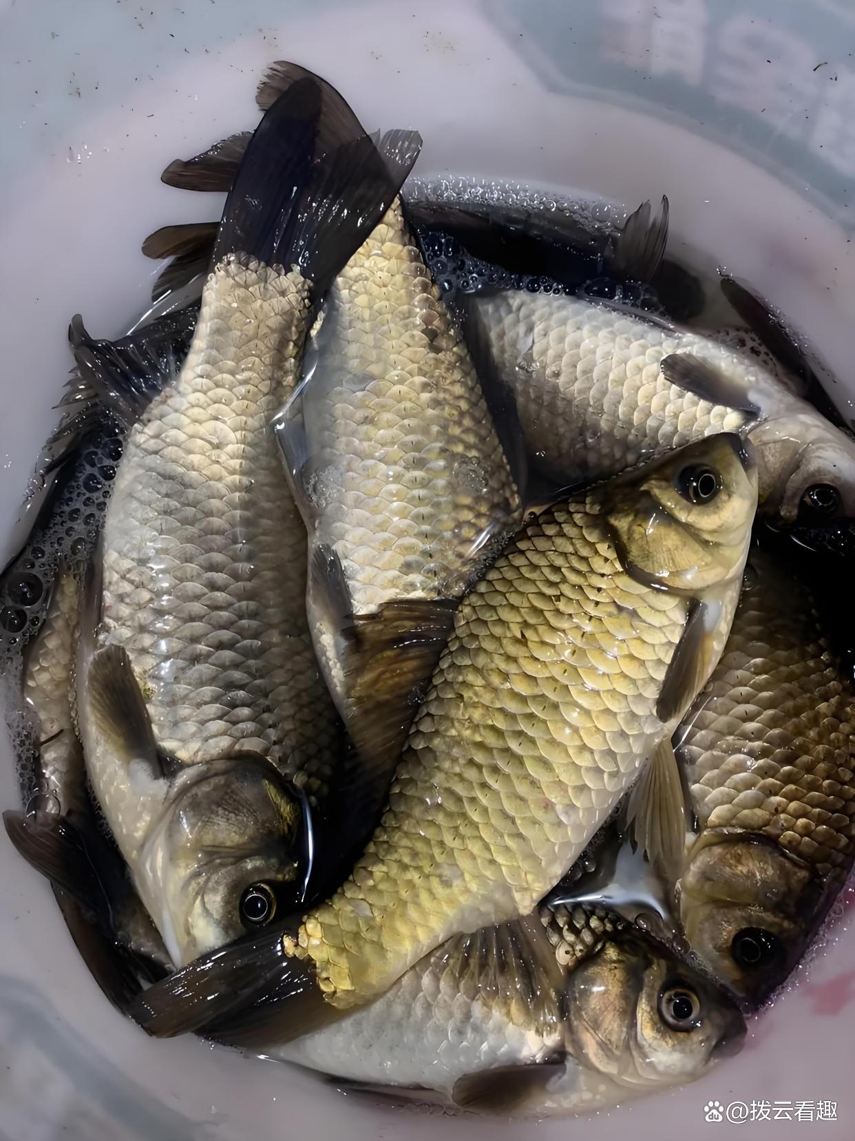 海钓鸡鱼视频大全(海钓鱼视频野钓实战高清)