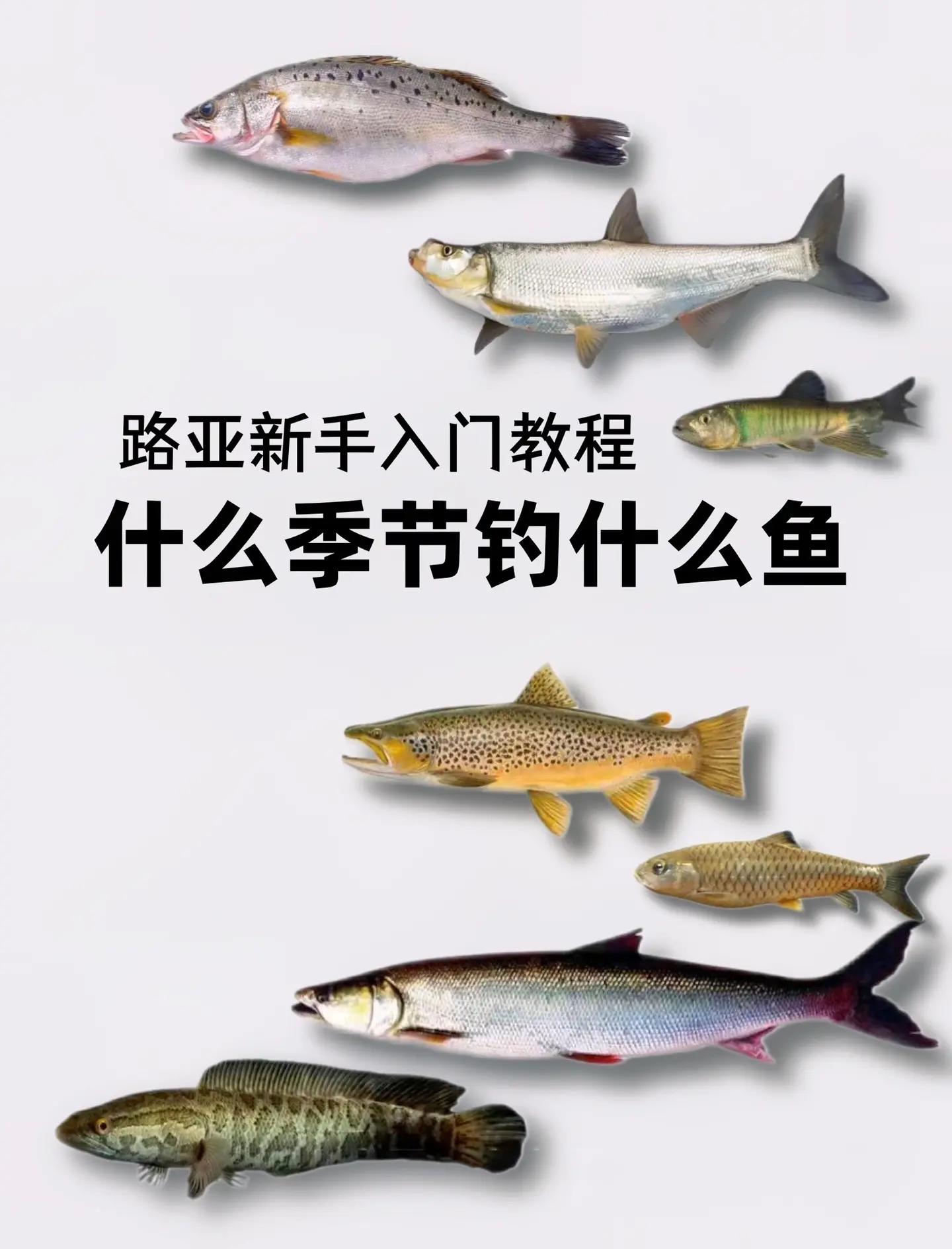 路亚什么时候(路亚什么时候发明的)