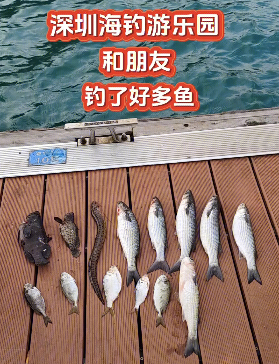哪里有海钓鱼卖(海钓去处)