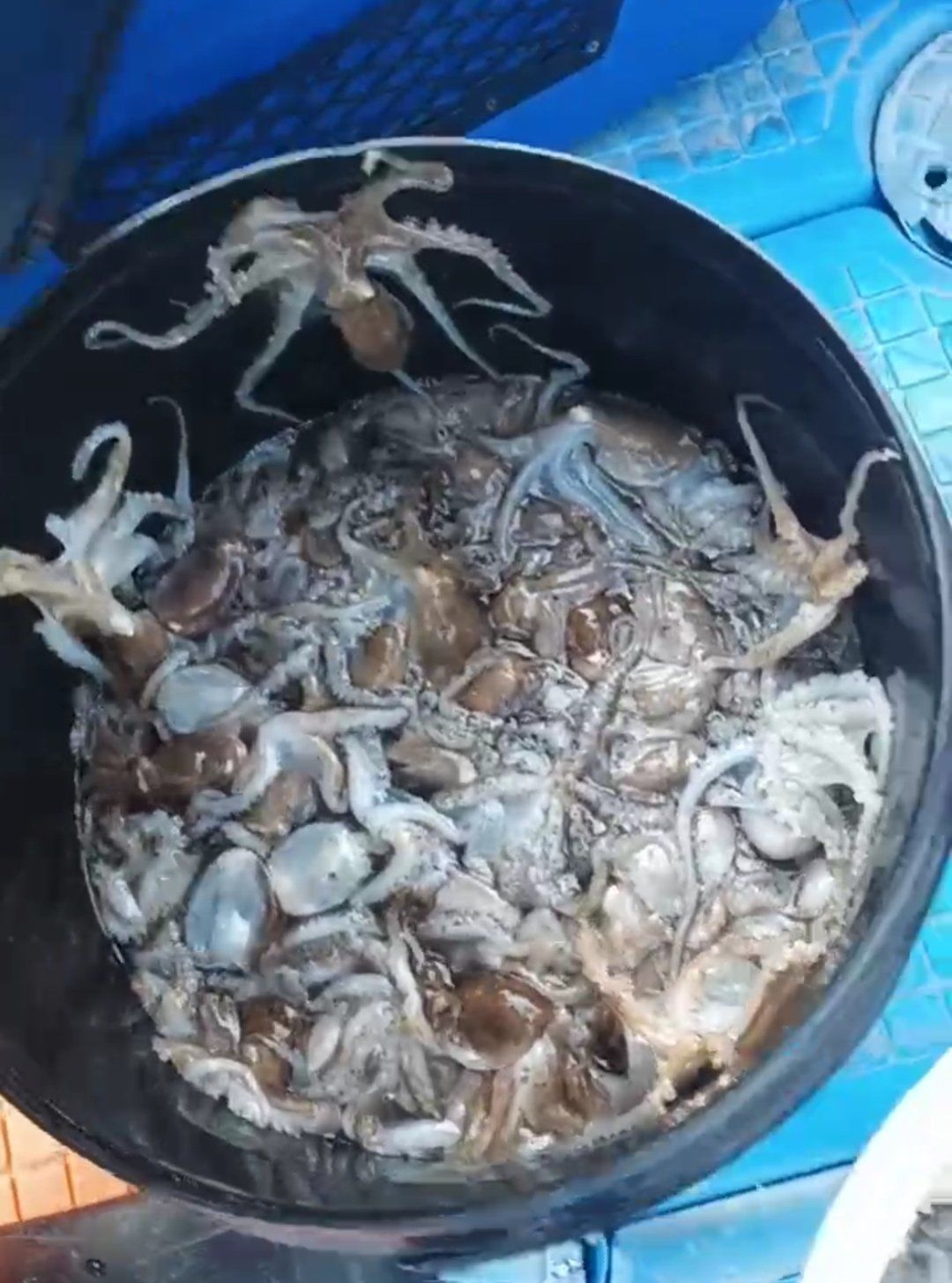 自制船海钓(自制钓鱼船)