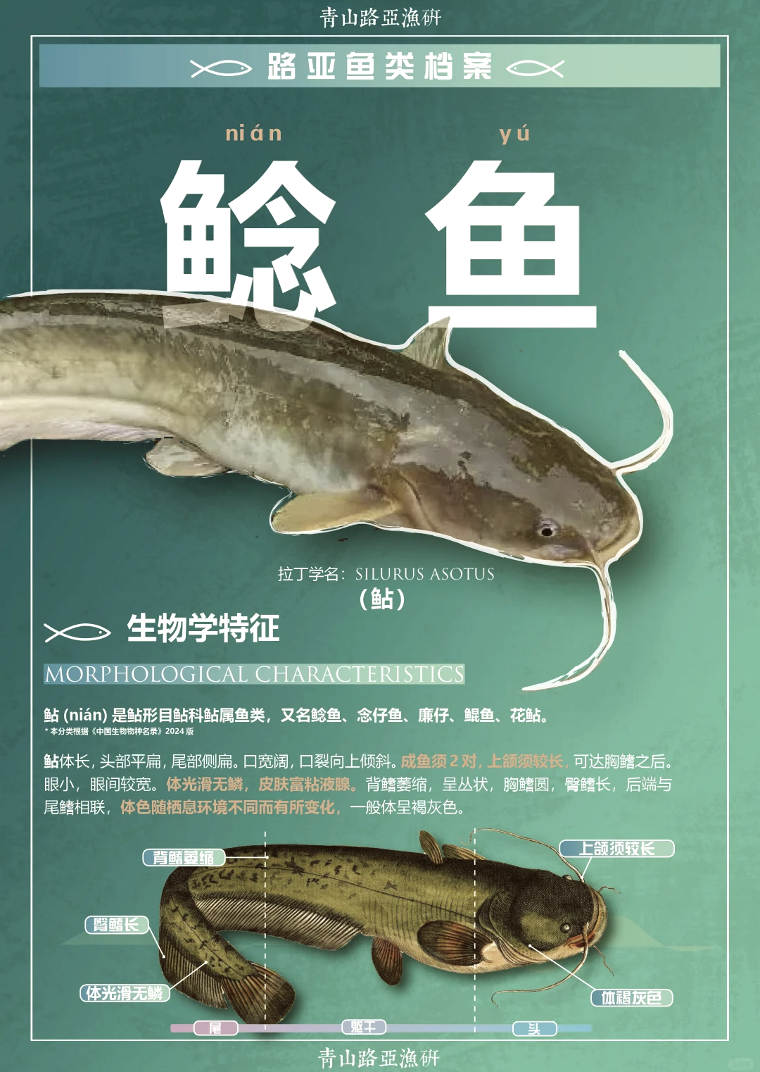 路亚鲶鱼教学(路亚竿钓鲶鱼视频)