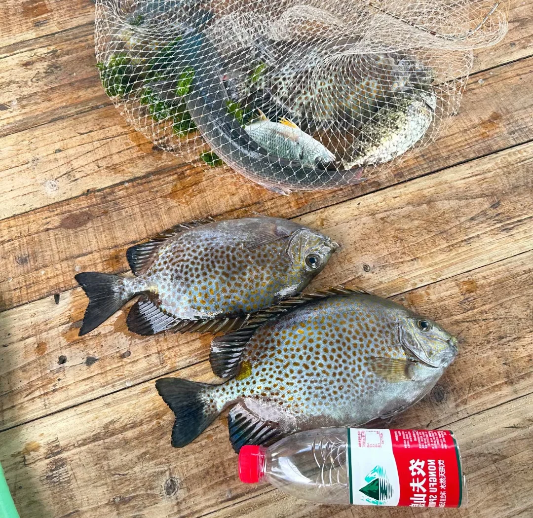 渔排海钓用饵(渔排海钓怎样钓最好)