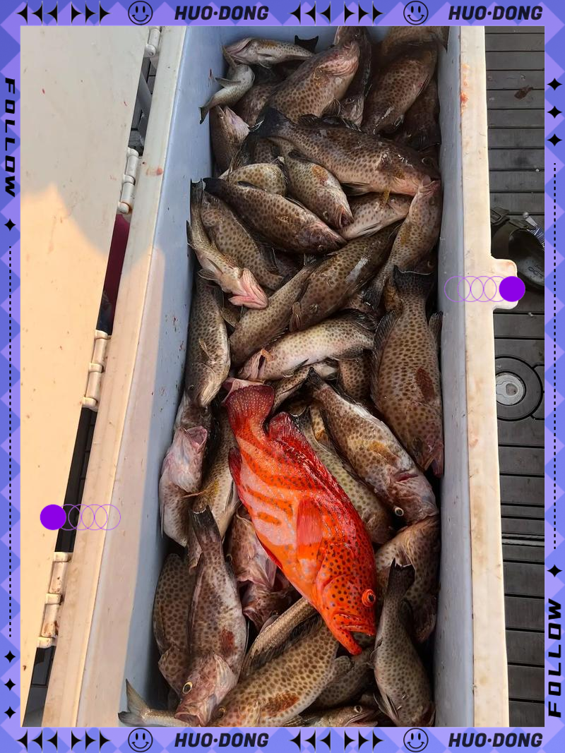 海钓钓石斑鱼(海边钓石斑鱼怎样配线组)