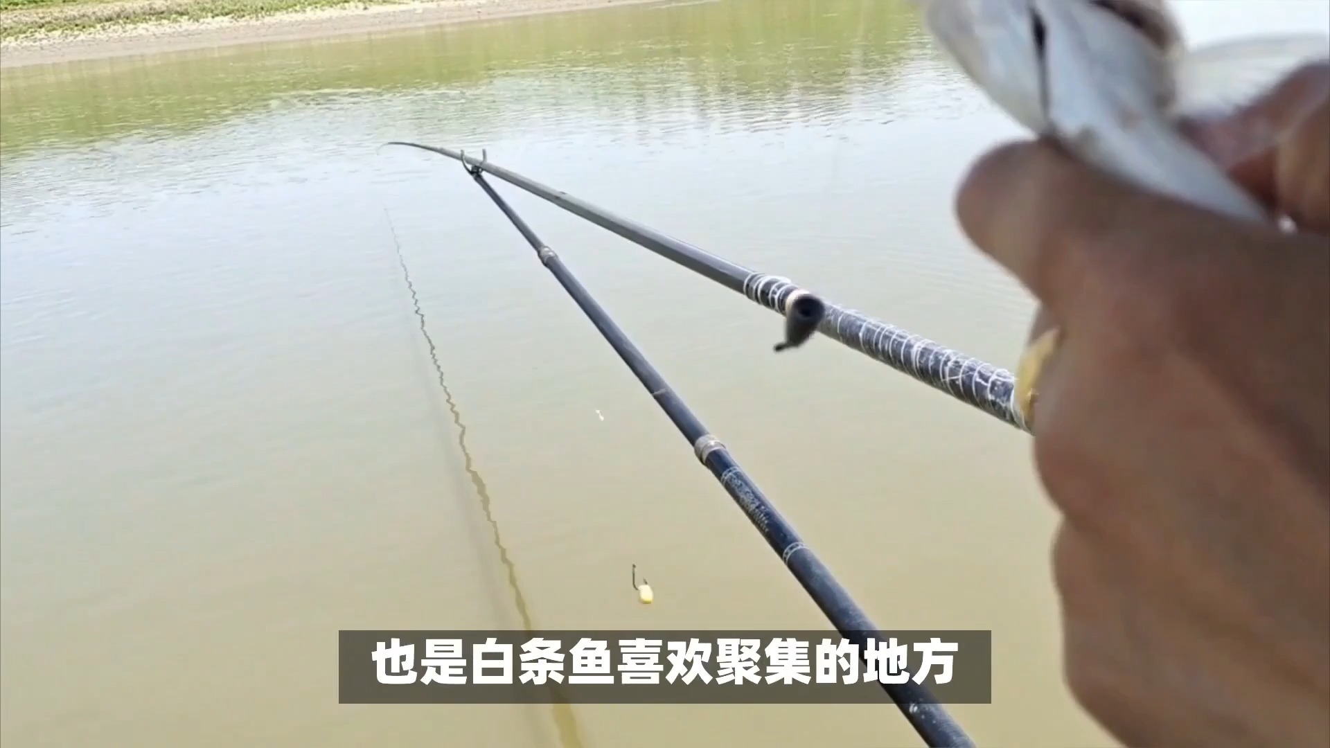台钓白条鱼的技巧和方法(台钓白条鱼的技巧和方法图解)
