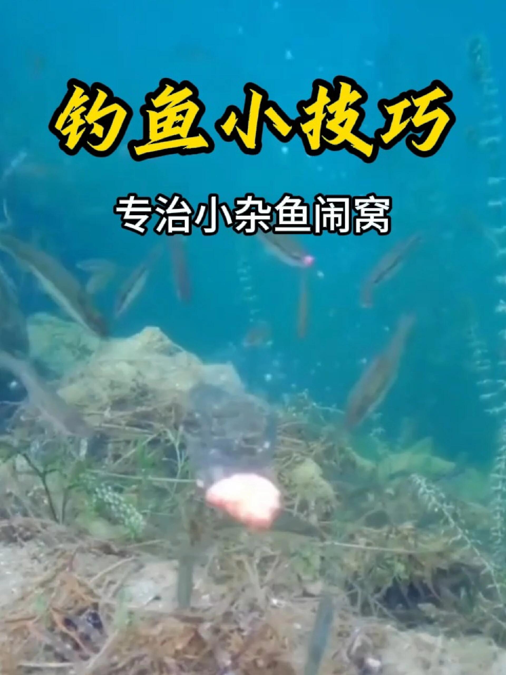 钓鱼技巧小杂鱼(如何钓小杂鱼技巧)