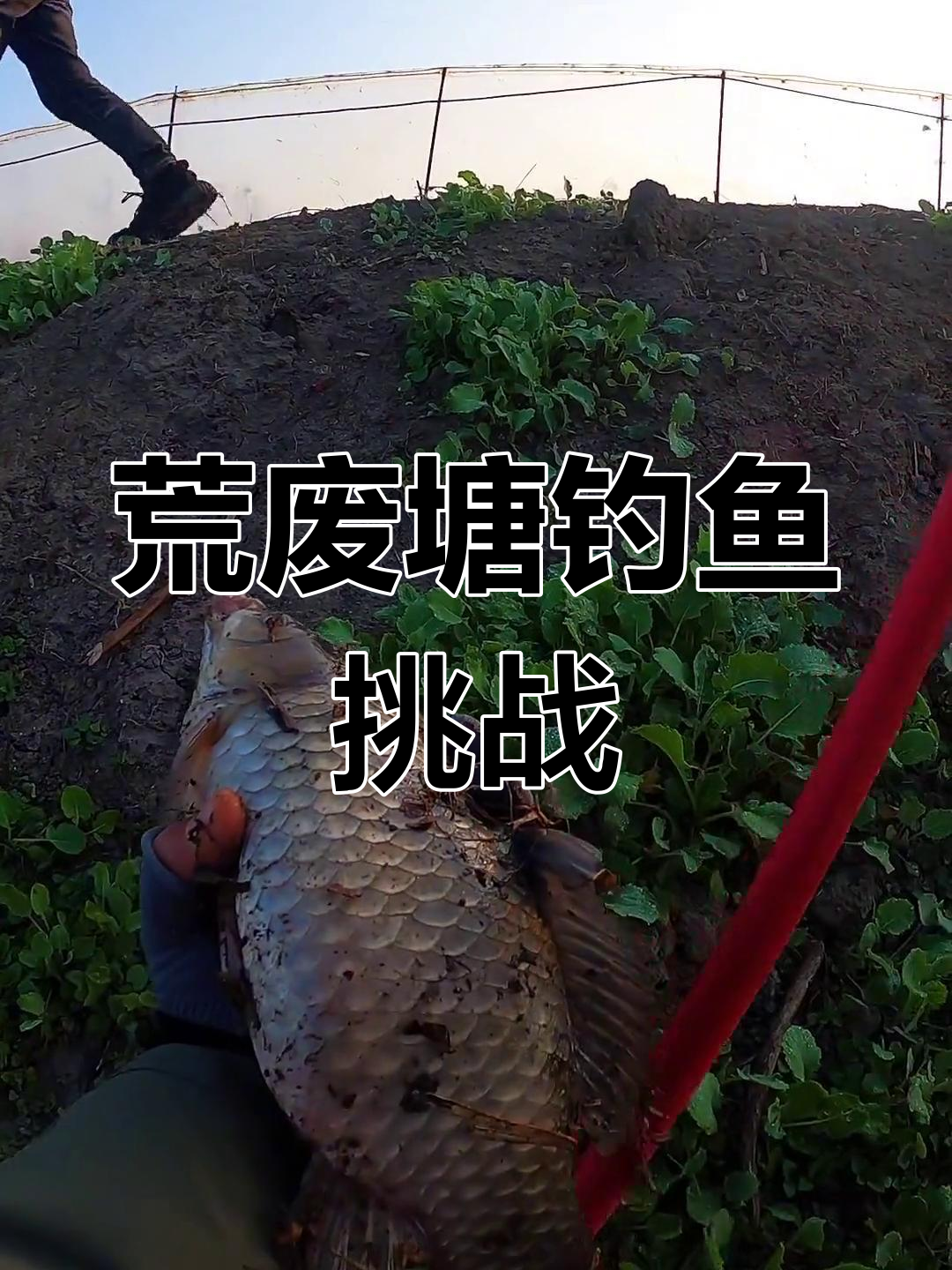 钓鲫鱼技巧池塘(池塘钓鲫鱼饵料配方)