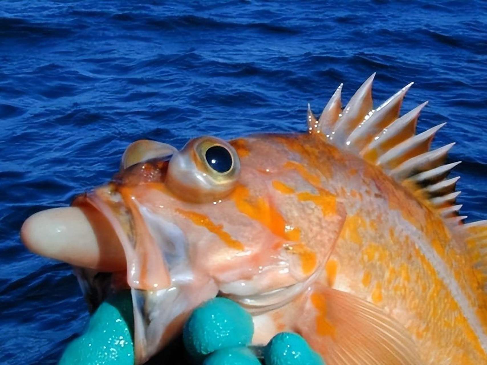 海钓黄蓝色的鱼(海钓黄蓝色的鱼有哪些)