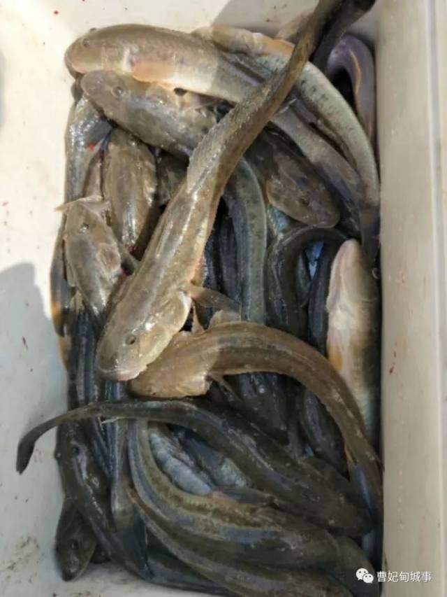 海钓楞蹦(钓海楞蹦的最佳饵料)