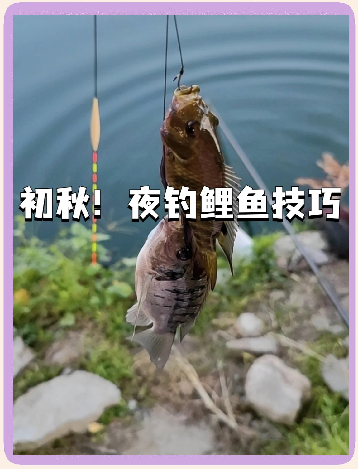 夜钓钓鲤鱼技巧视频(夜钓钓鲤鱼怎么调漂最好)
