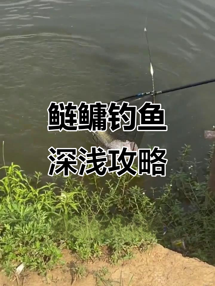 秋末钓鲢鳙技巧(秋末钓鲢鳙技巧图解)