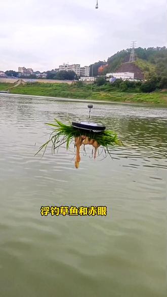 赤眼鱼用什么饵料钓(赤眼如何钓)