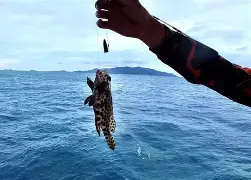 星海钓不断(星海垂钓选择系统)
