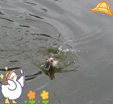 水库诱鱼技巧(水库水广鱼少怎么快速诱鱼?)