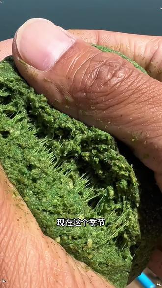 藻腥型饵料(关于藻腥味饵料的使用)