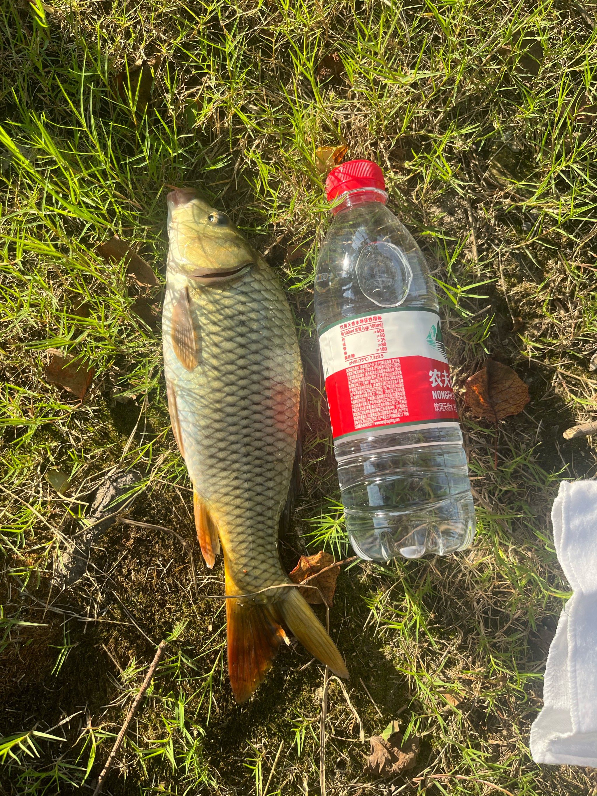 暮春水库夜钓鳊鱼技巧(暮春钓鱼技巧及饵料配方)