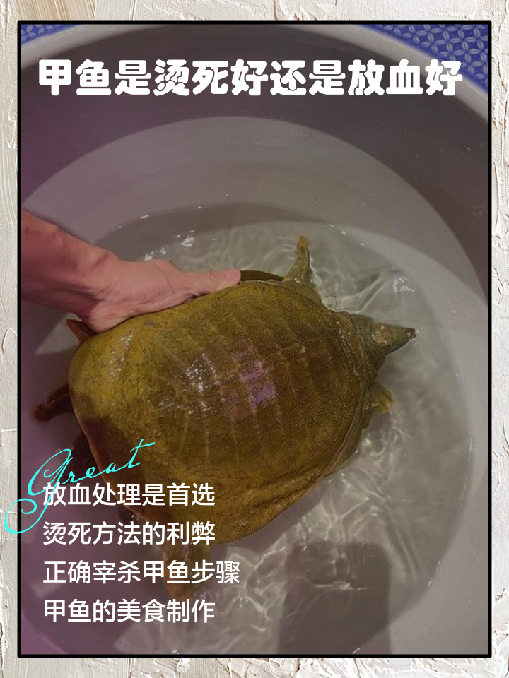 电甲鱼的技巧(电甲鱼视频)