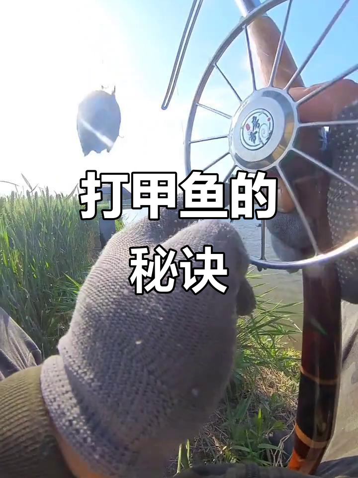 电甲鱼的技巧(电甲鱼视频)