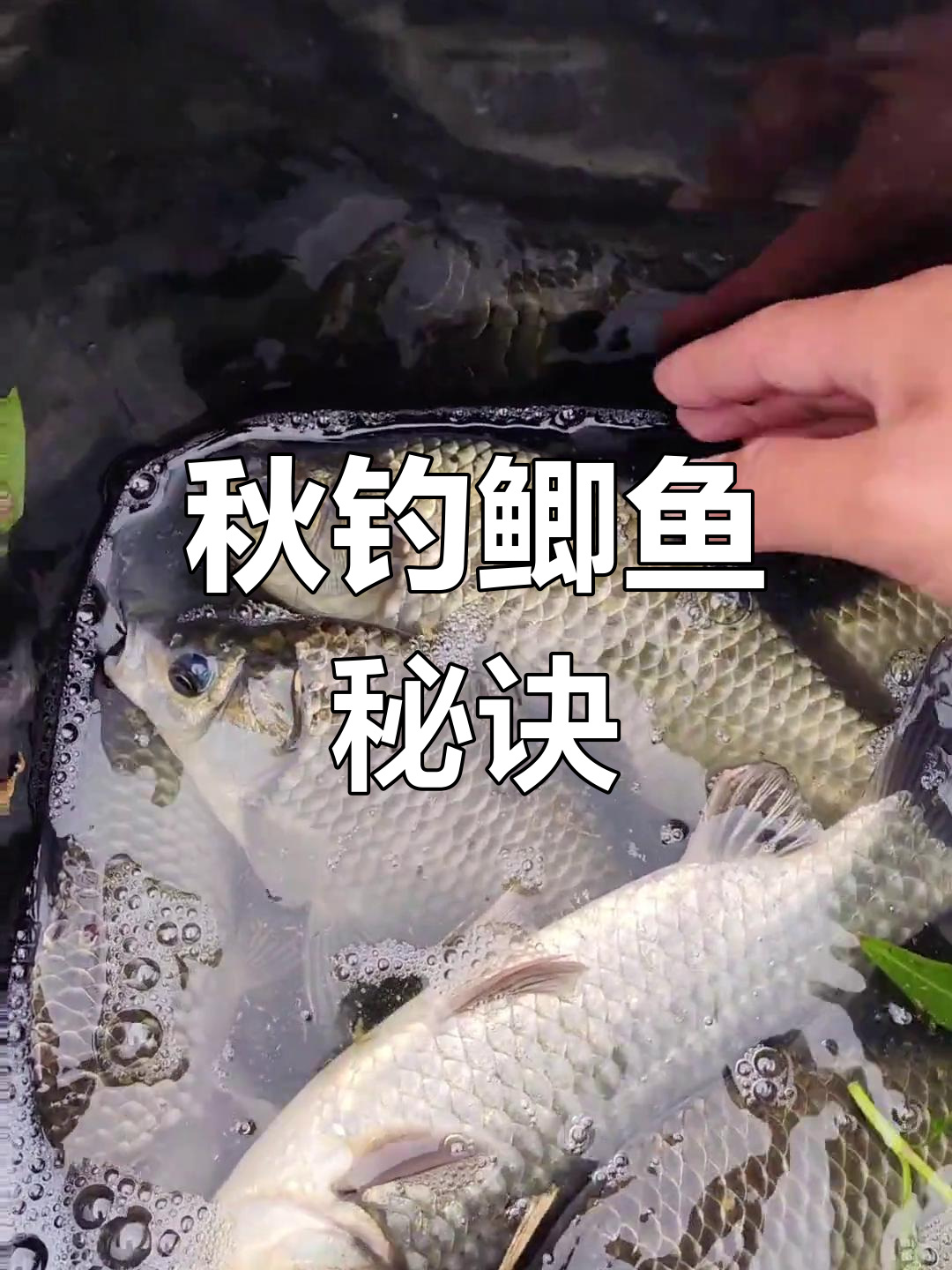 深秋钓大鲫鱼技巧(深秋垂钓大鲫鱼的基本套路)