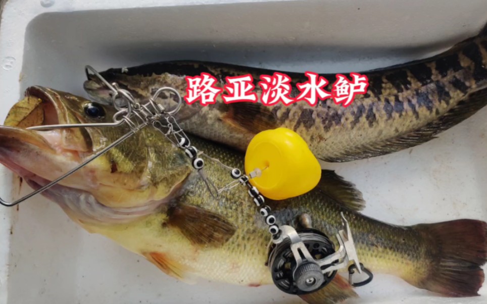 夜里路亚淡水鲈鱼技巧(路亚夜钓鲈鱼技巧)