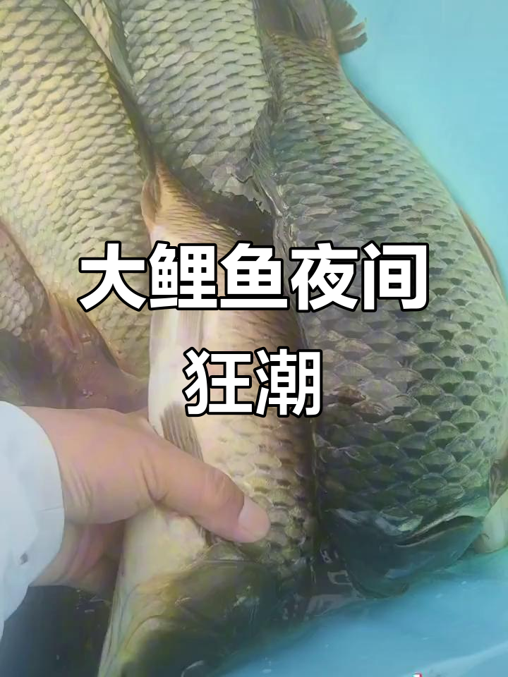 夜间野钓鲤鱼技巧(夜间钓鲤鱼用什么饵料最好)