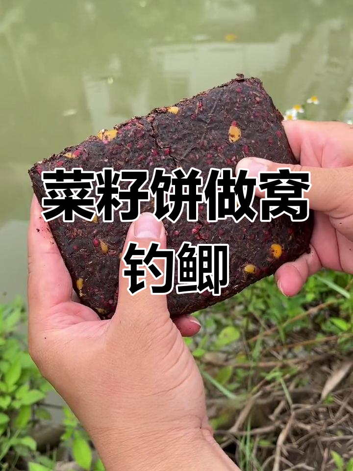 菜仔饼打窝技巧(菜籽饼打窝用什么饵料钓鱼)