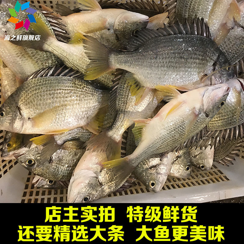 活虾钓黄鳍鲷鱼技巧(活虾钓黄鳍鲷鱼技巧视频)