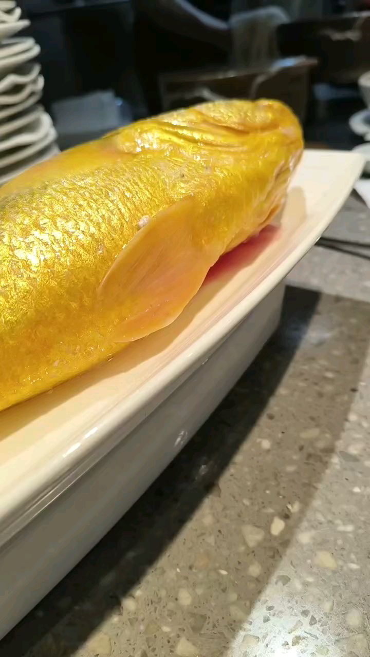 春季海钓黄鱼(海里黄鱼怎么钓)