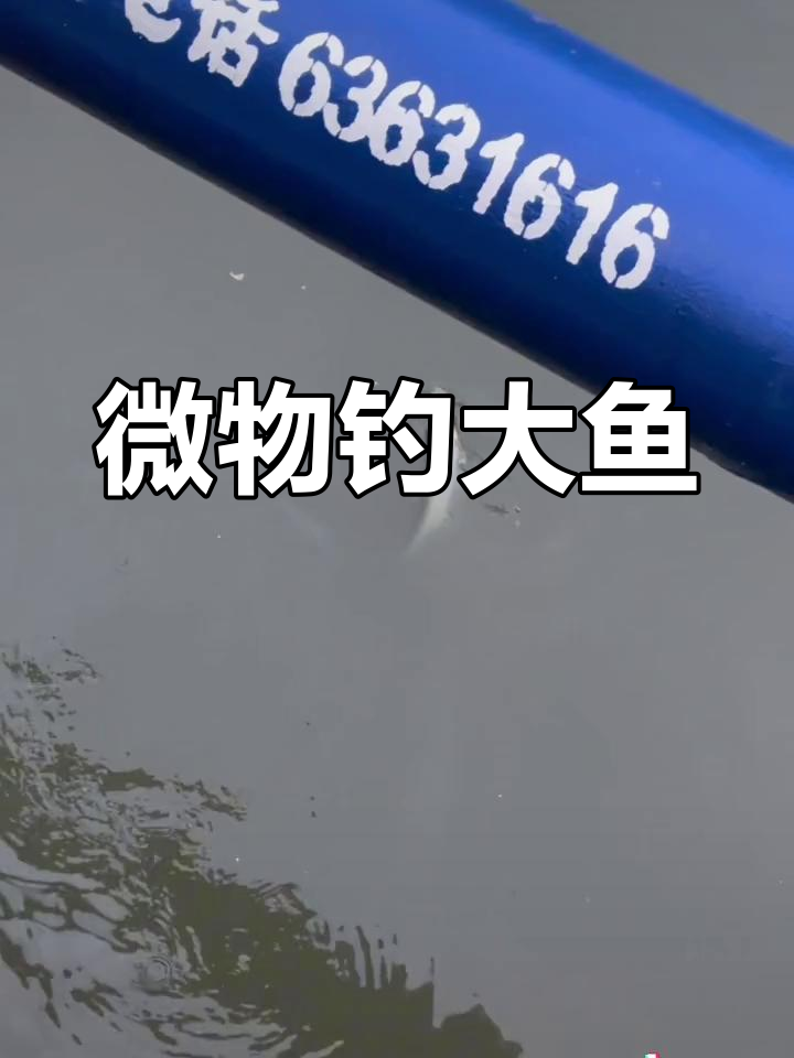 洪泽湖路亚米级翘嘴(路亚鳜鱼十句口诀)