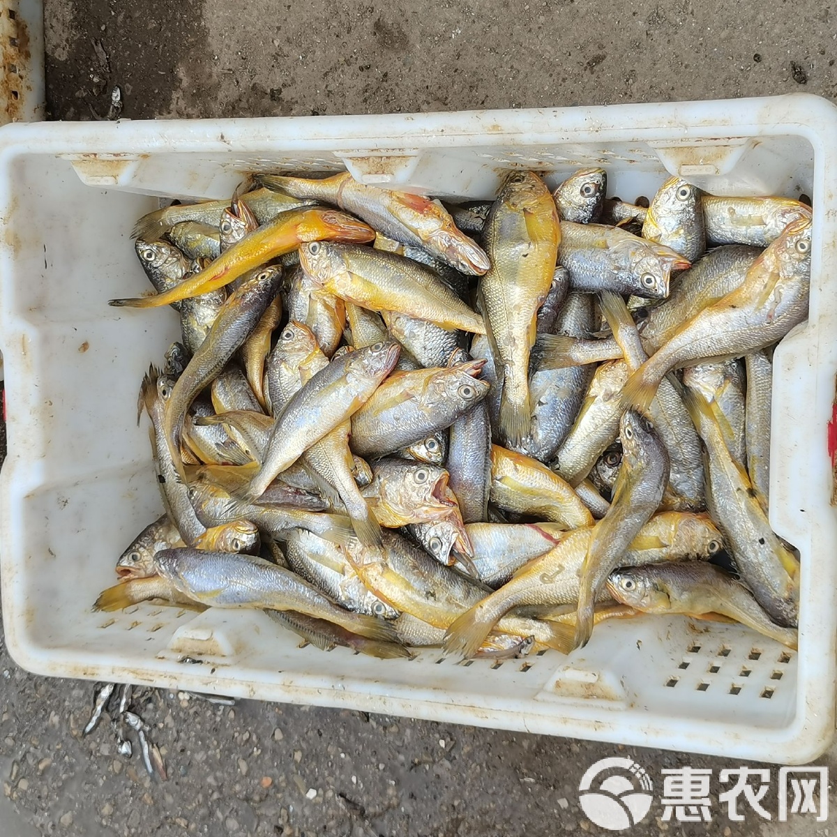 燕鲅路亚(路亚鲅鱼教学视频)