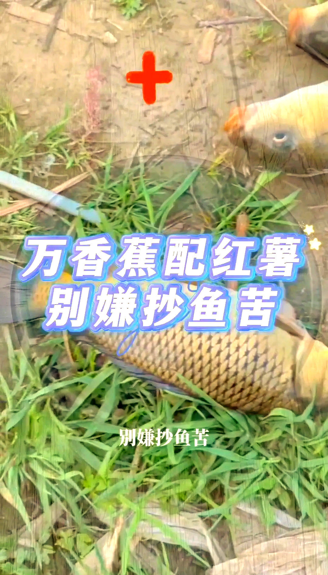 红薯做草鱼饵料(红薯钓草鱼好还是玉米钓草鱼好)