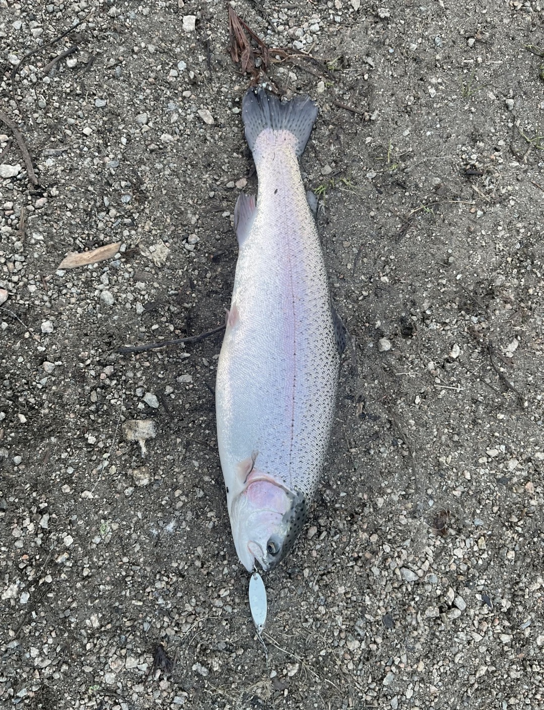 甘肃路亚虹鳟(青海路亚虹鳟鱼)
