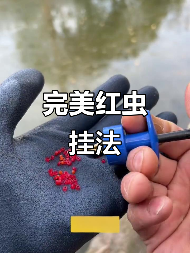 红虫挂勾技巧视频(红虫子挂钩方法)