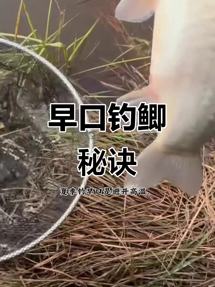 夏季江河钓鲫鱼技巧(夏天江河野钓饵料怎么配)