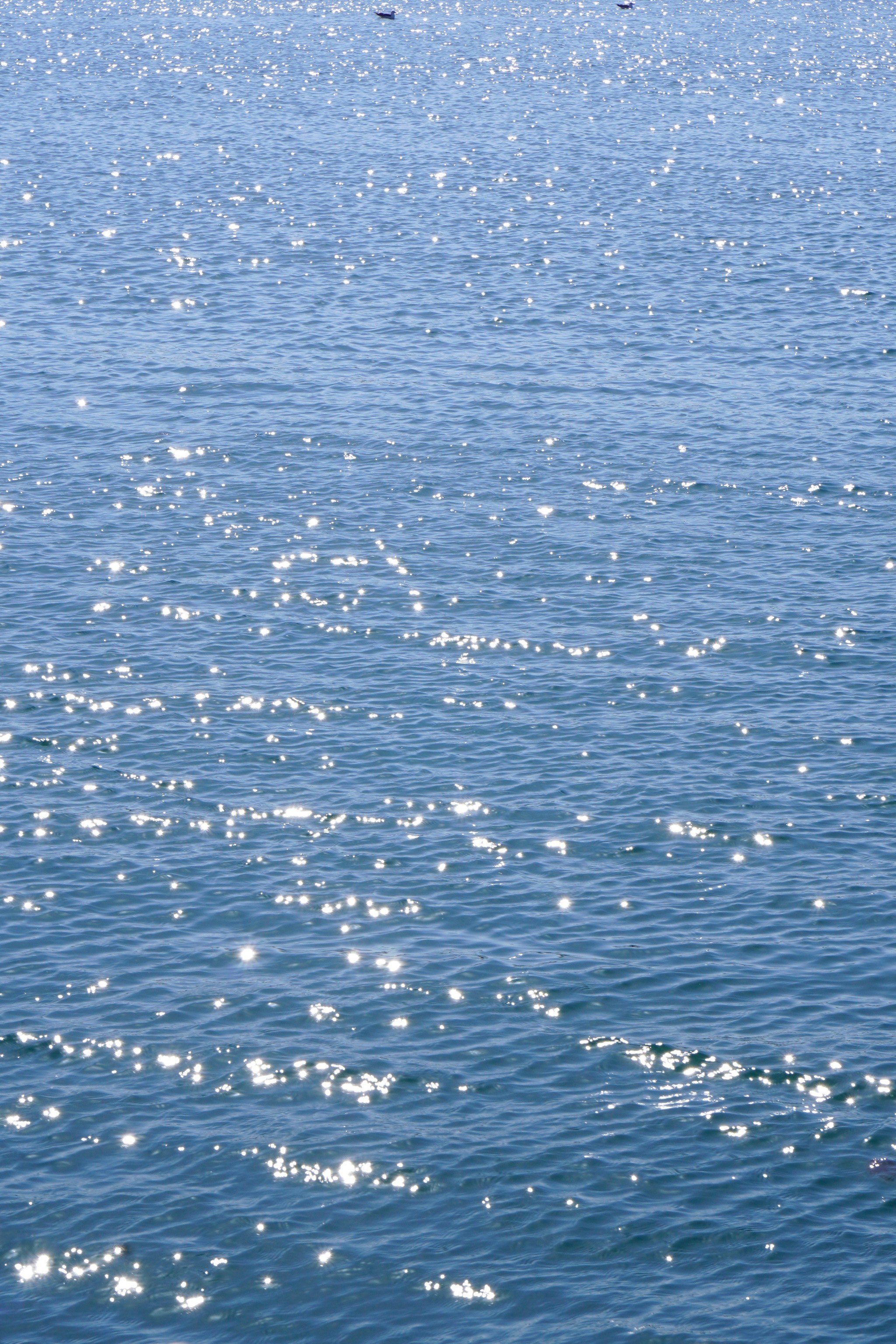 海钓水浅(浅水海钓鱼用多少号钩好呢)